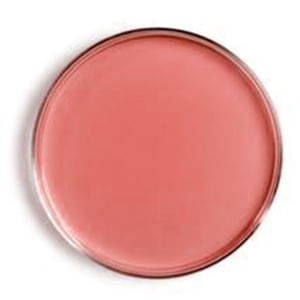 Agar Macconkey 500 Gr. Kasvi